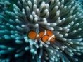 /album/photogallery/nemo-and-coral-jpg/